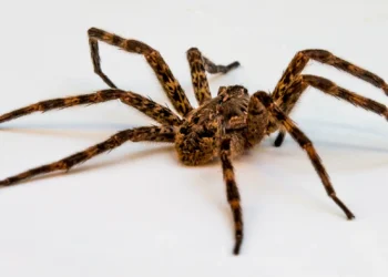 Wolf Spider Bites: How to Recognize, Treat, and Prevent Them