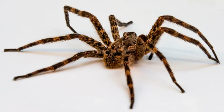 Wolf Spider Bites: How to Recognize, Treat, and Prevent Them